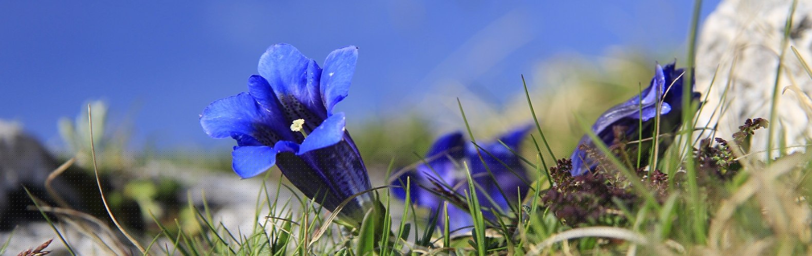 Nicht pfl&uuml;cken: Enzian am Wendelstein, &copy; Claudia Hinz